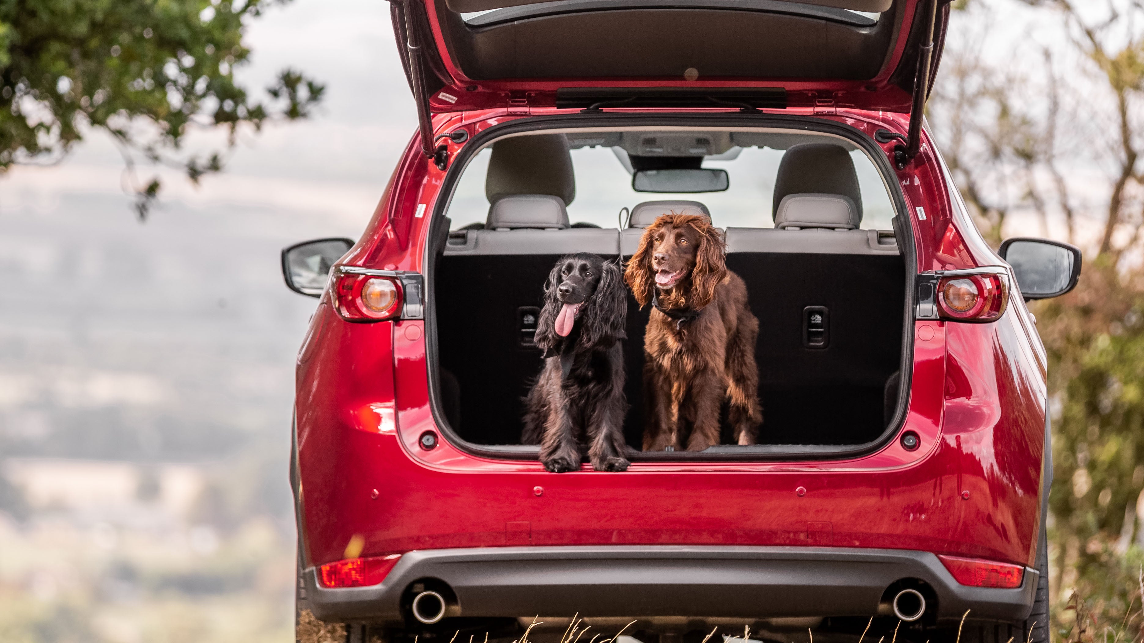 Mazda CX-5 with two dogs in the boot
